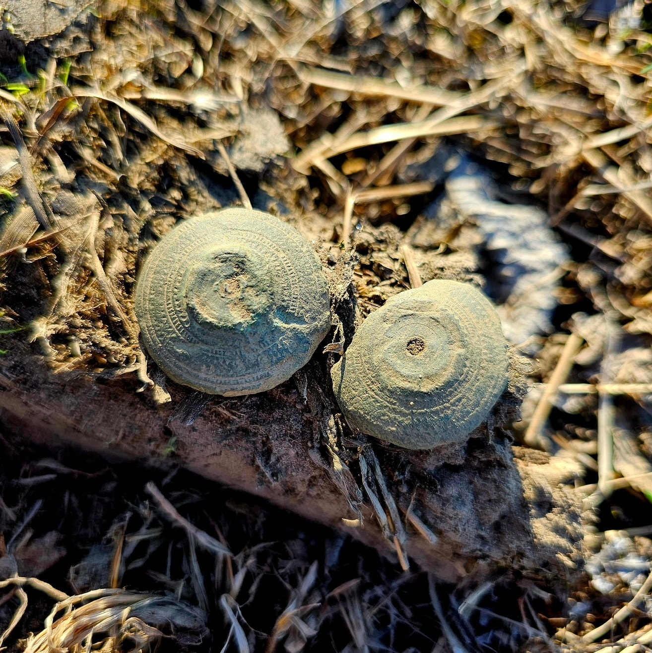 Fibula/Brooch